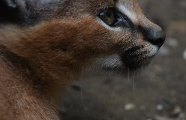 caracal on Lion's Head