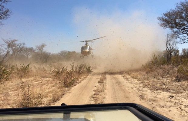 Safari Guide Gets Mistaken As a Poacher... Chopper Appears Out of Nowhere!