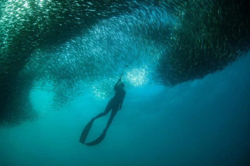 Beth Neale - South African ‘Mermaid’ freediving champion films KZN South Coast’s Sardine Run