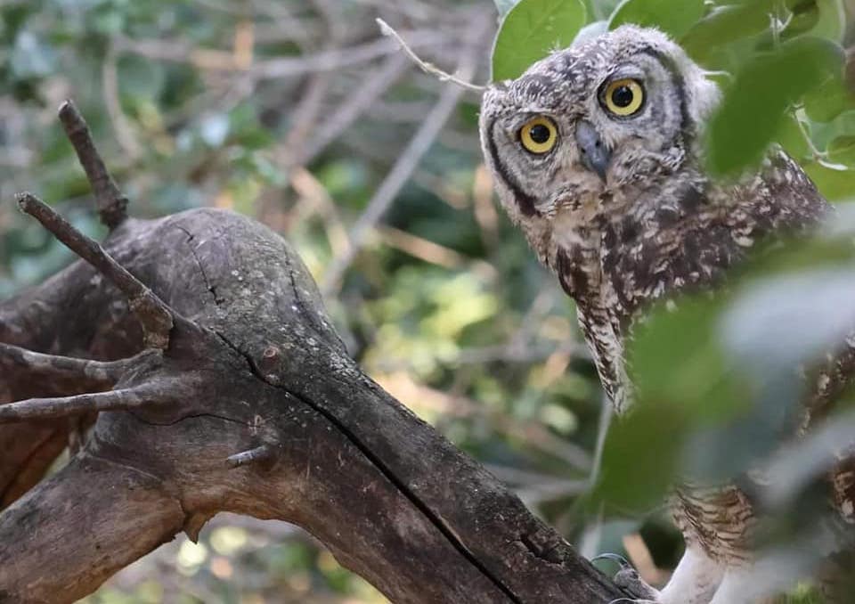 Owl Rescue SA - A Conservation Reality Series is Hitting Our Screens Today!