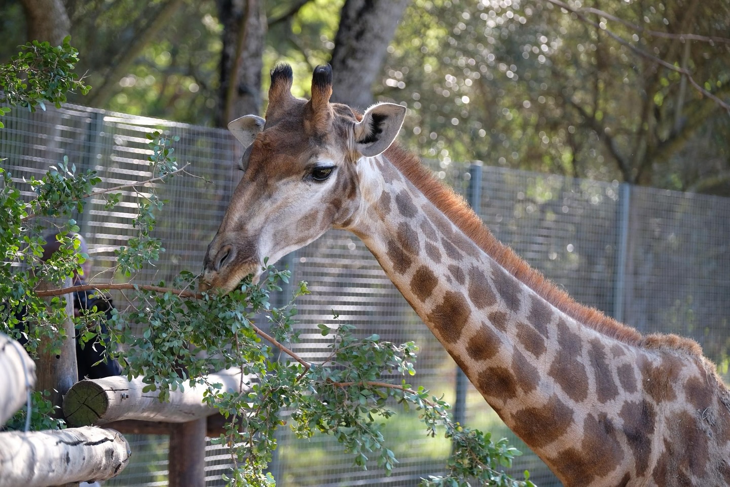 Johannesburg Zoo Debunks Food Shortage Rumours: Animals Are Well-Fed and Thriving