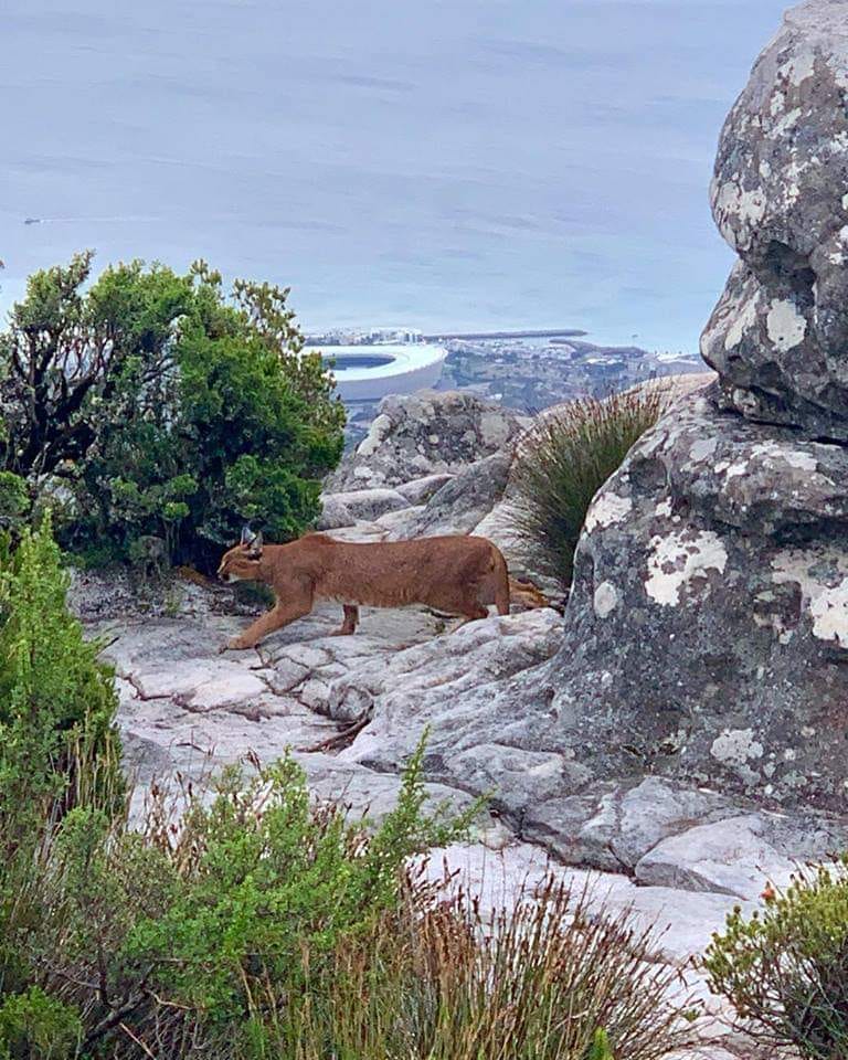 Must See: Rare sighting of wild Caracal on Lion’s Head