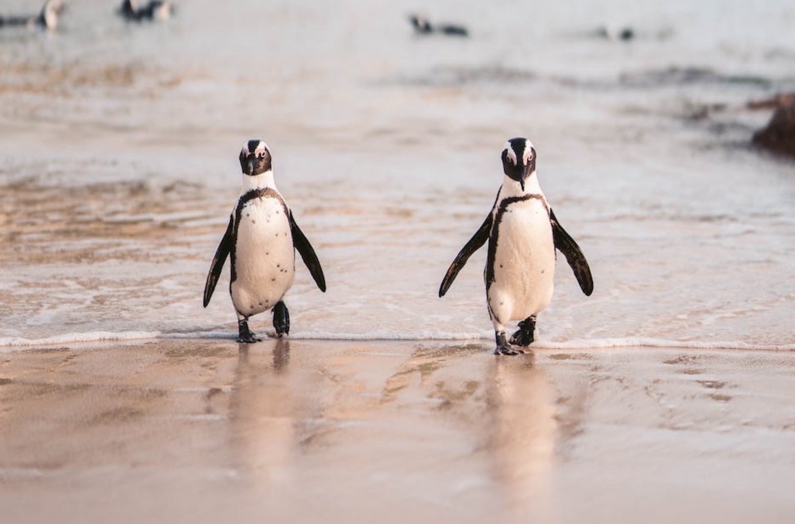 Waddle Western Cape