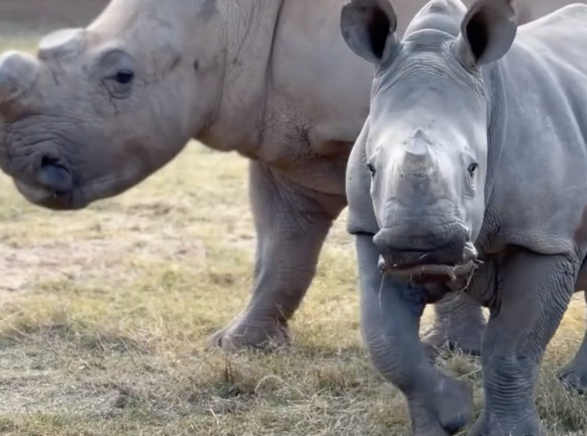 White Rhino Calf