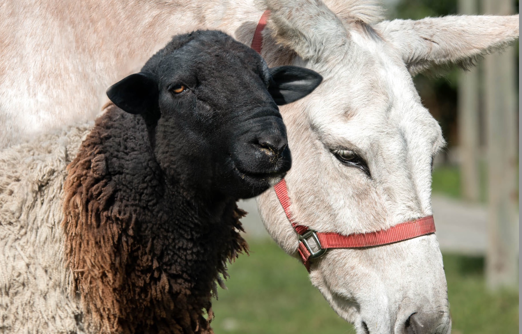 Sheep Duo