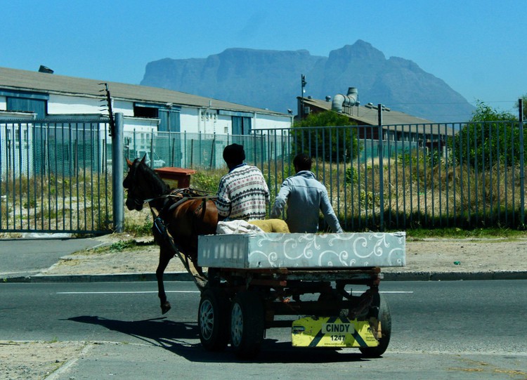 Cart Horses