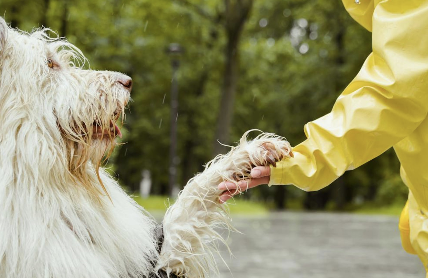 Cape Town's animals Rain lost dog