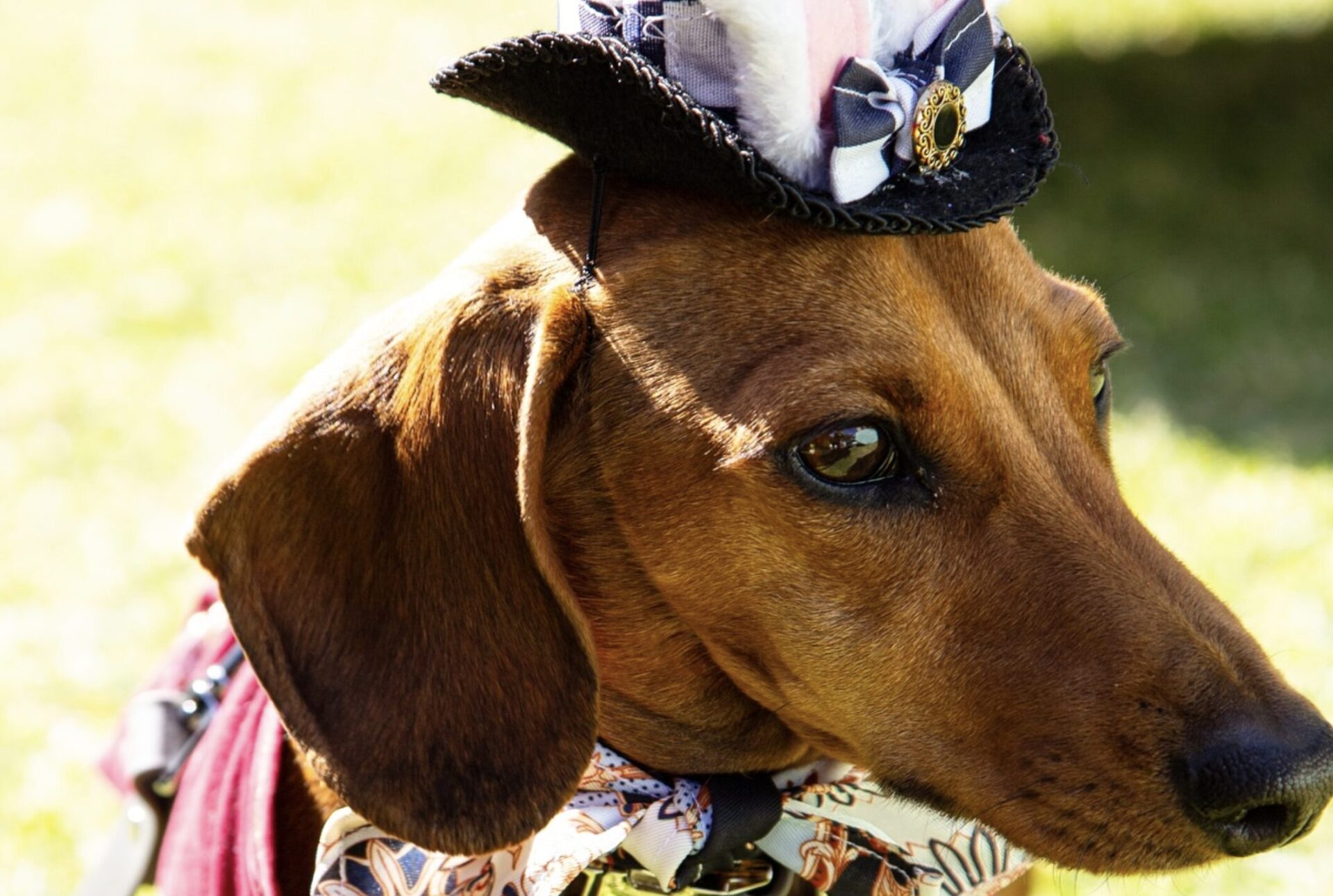 Dog-Friendly Mad Hatter’s