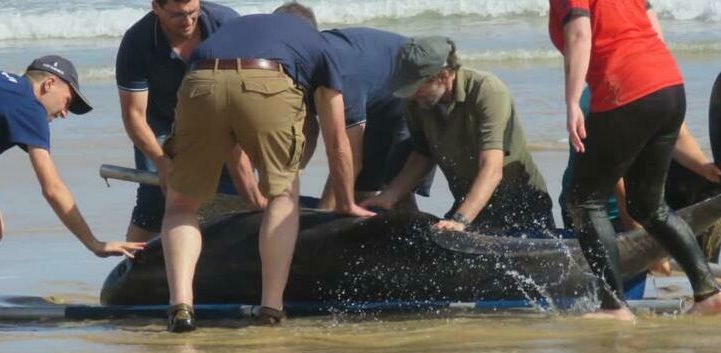 dolphin rescue