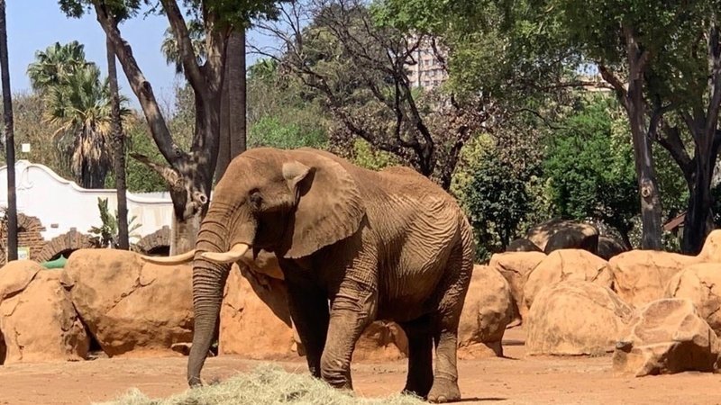 Freedom For Charley! Pretoria Zoo Elephant Finally Getting His "Retirement"