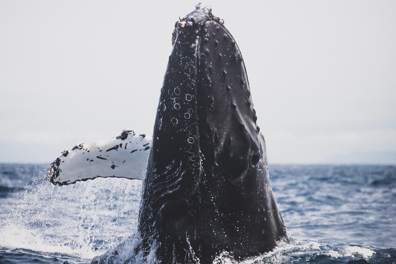 Plettenberg Whale Humpback