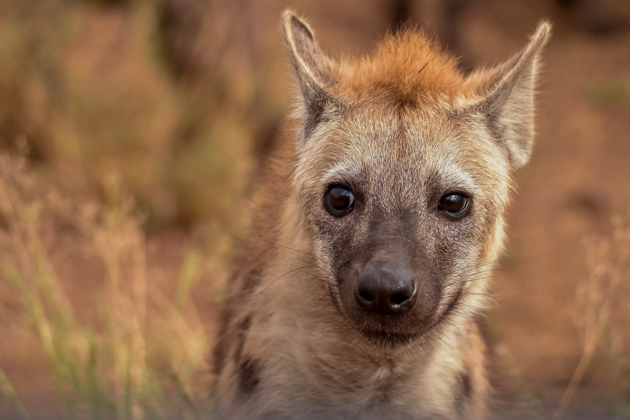 Hyena Skukuza