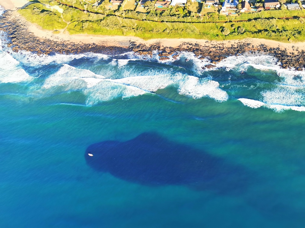 Incredible photos of the annual South African sardine run!