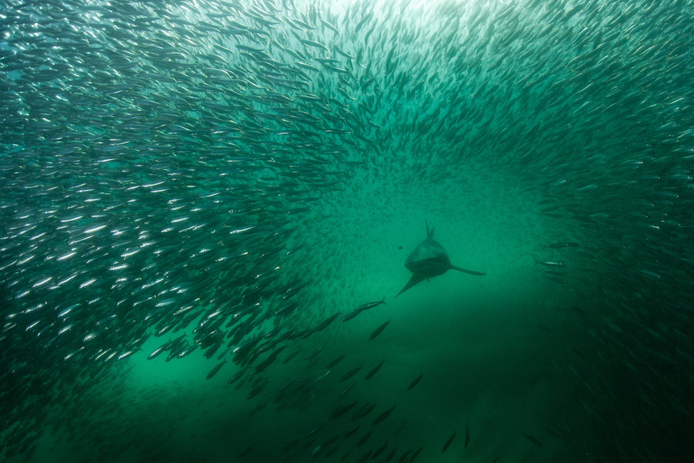 Sardine Run | Incredible photos of the annual South African sardine run!