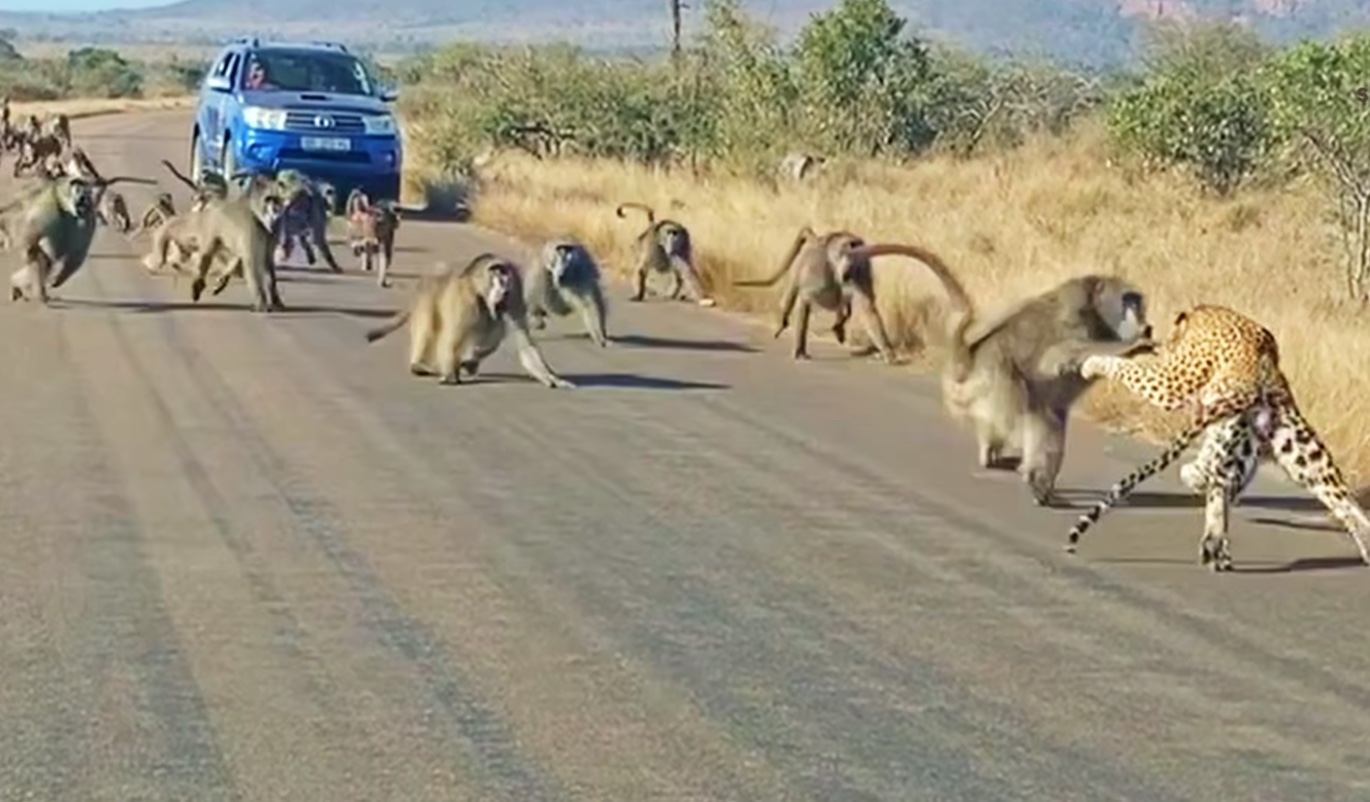 leopard vs baboons