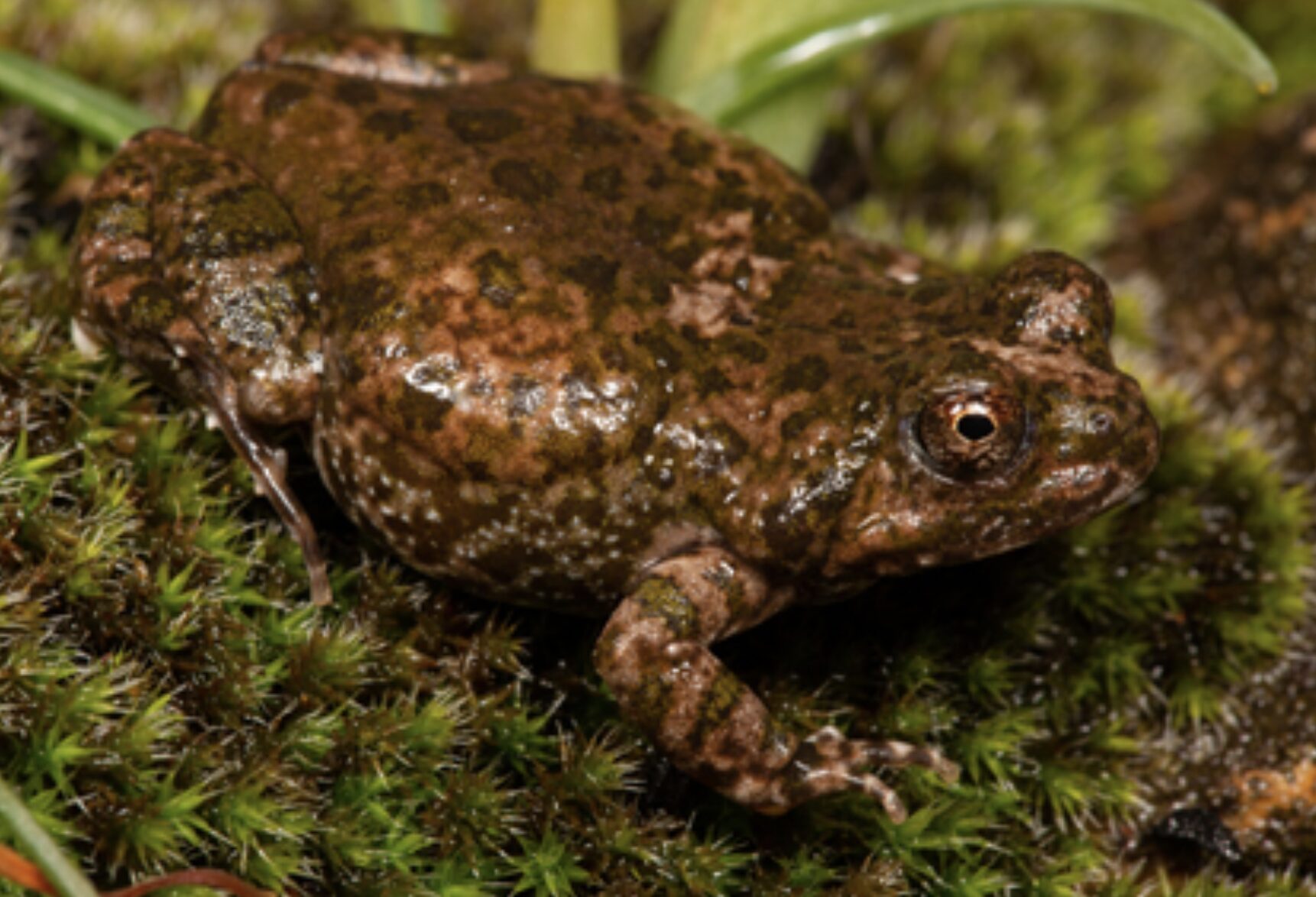 new frog species