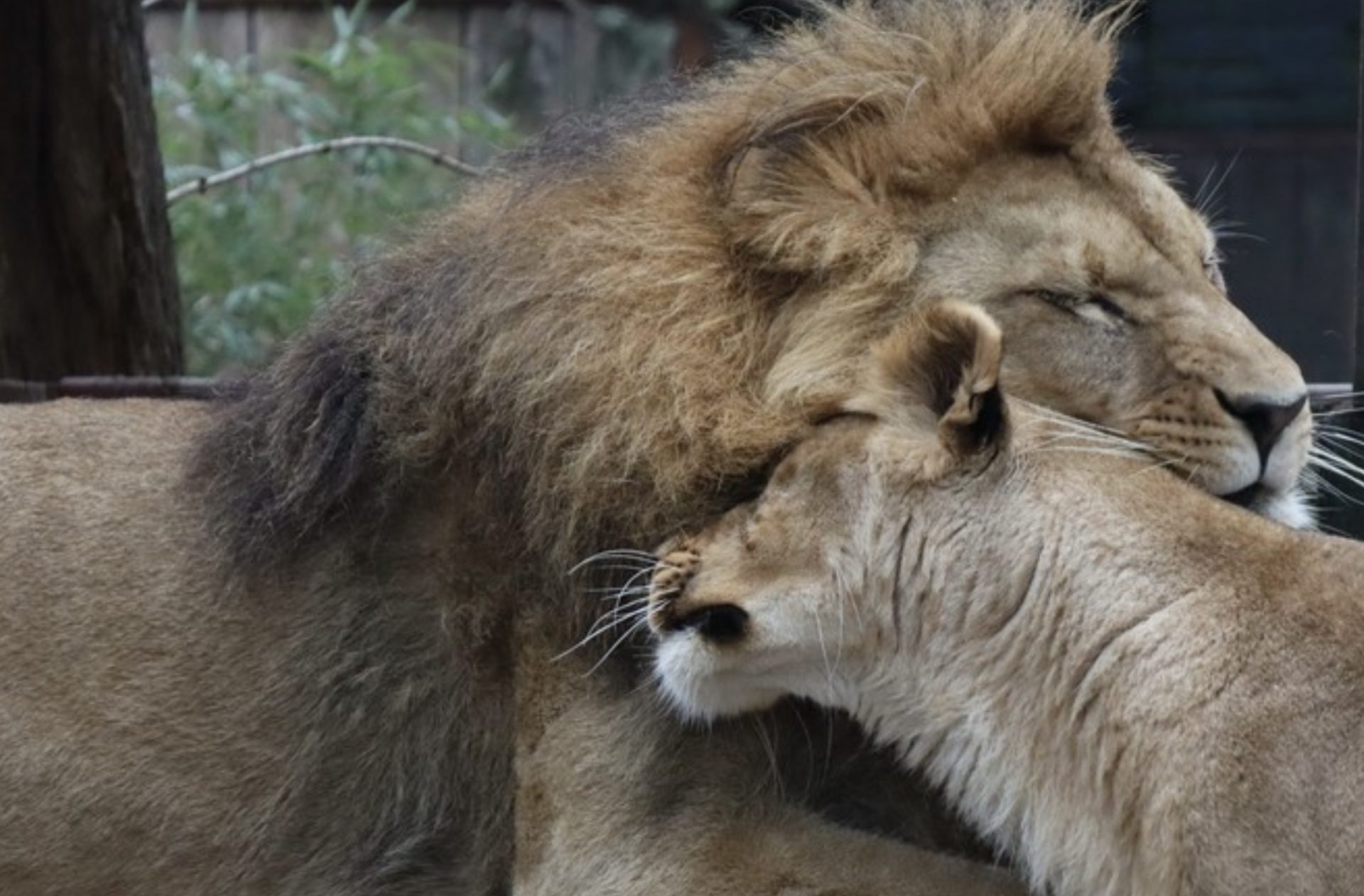 Rescued Lion Couple Find Their Forever Home in South Africa 