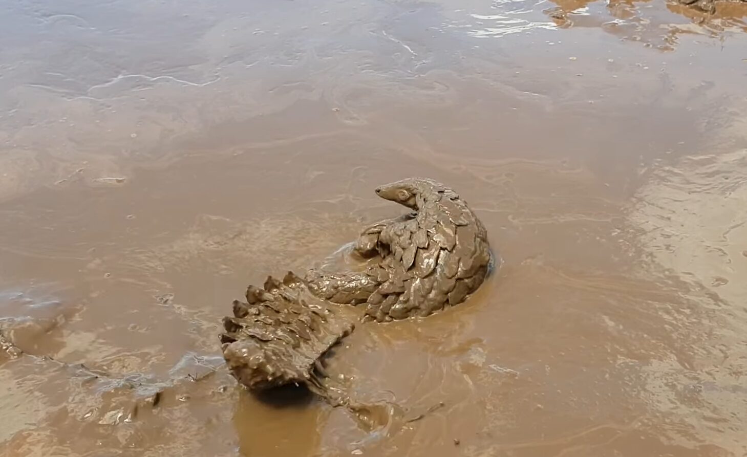 Pangolin