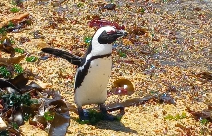 African penguins