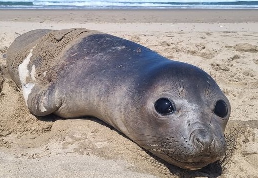 Southern Elephant Seal