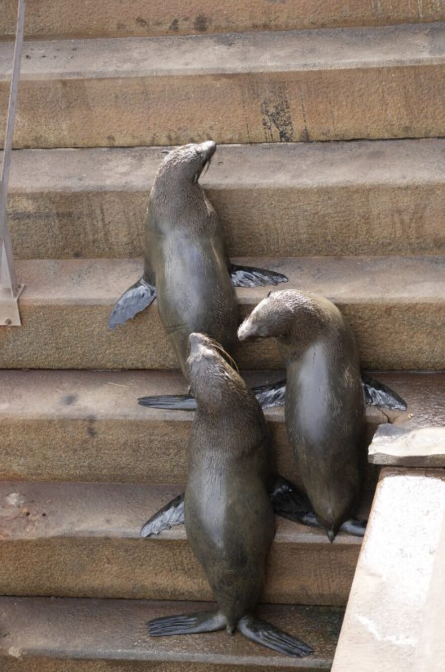 15 Cape Fur Seals