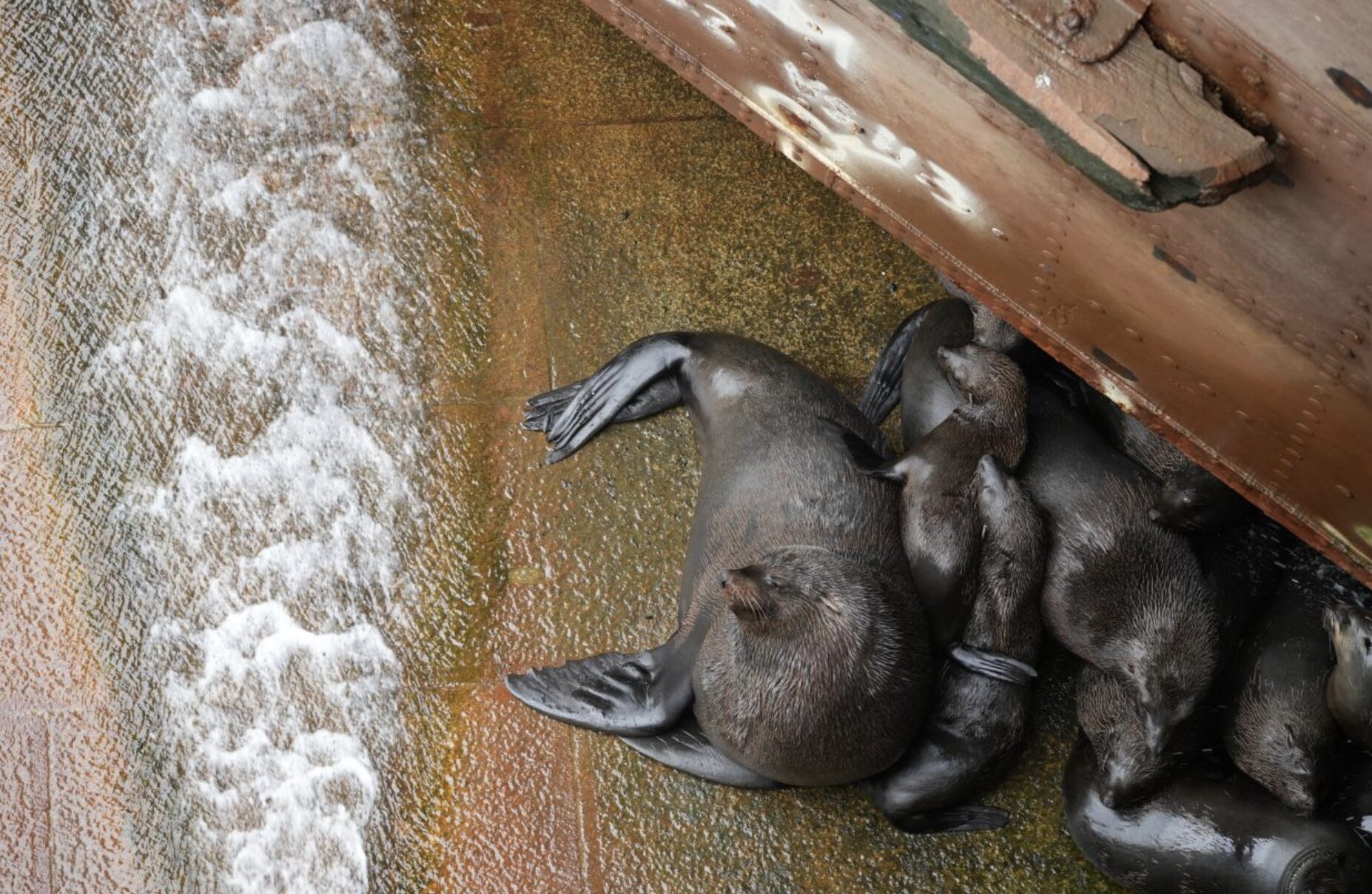 15 Cape Fur Seals