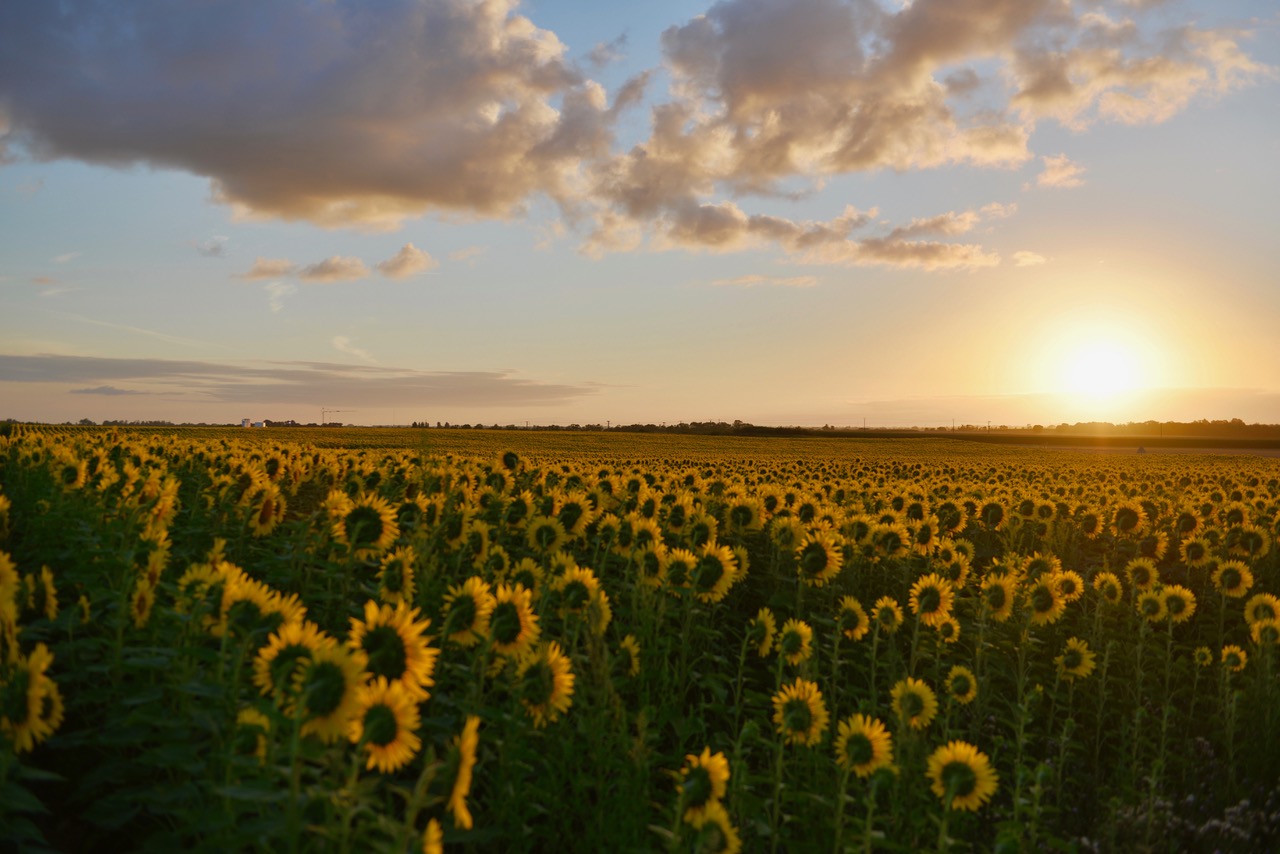 Sunflower Dreams