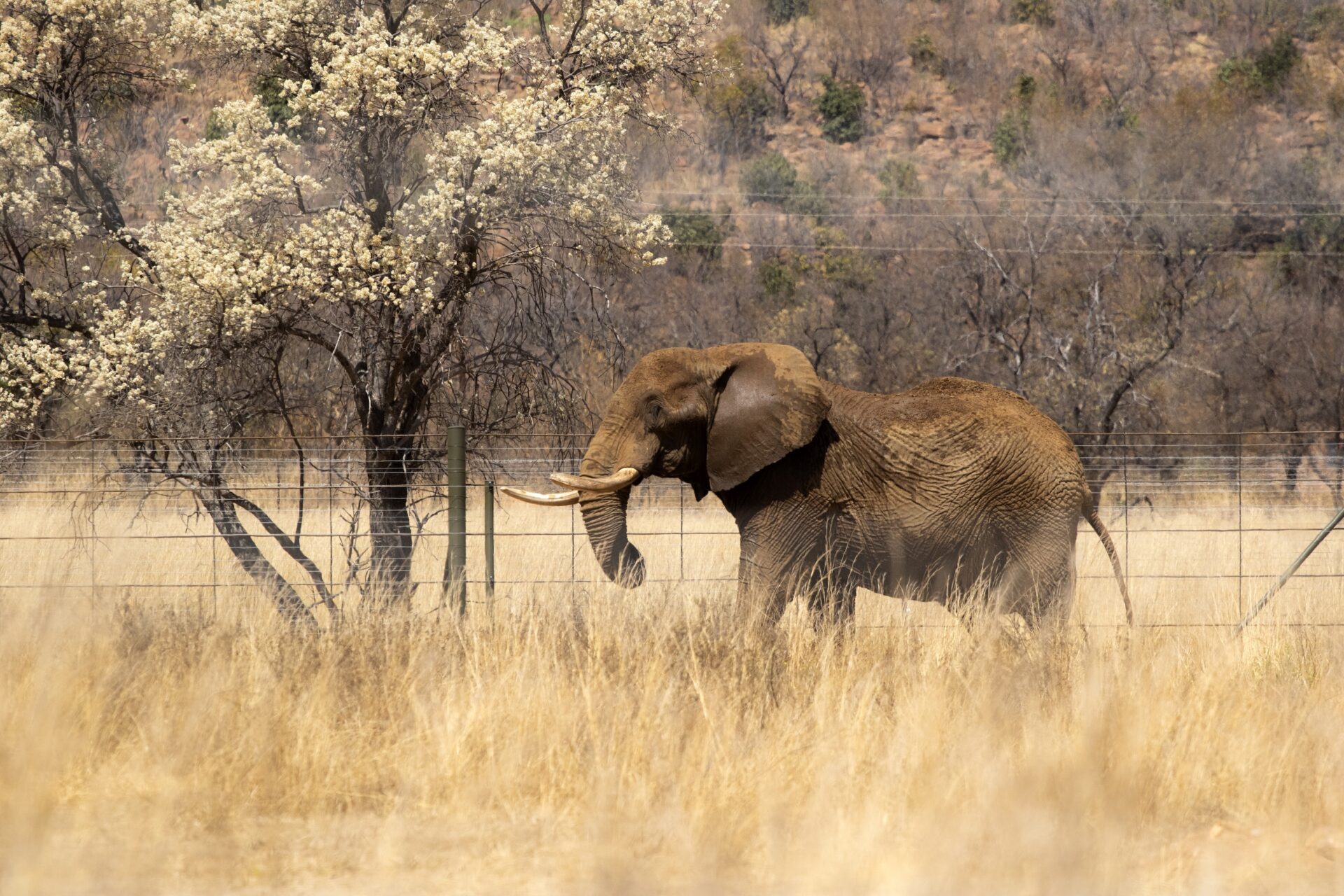 From "Saddest Elephant" to Thriving: Charlie's Joyful New Life in the Wild!