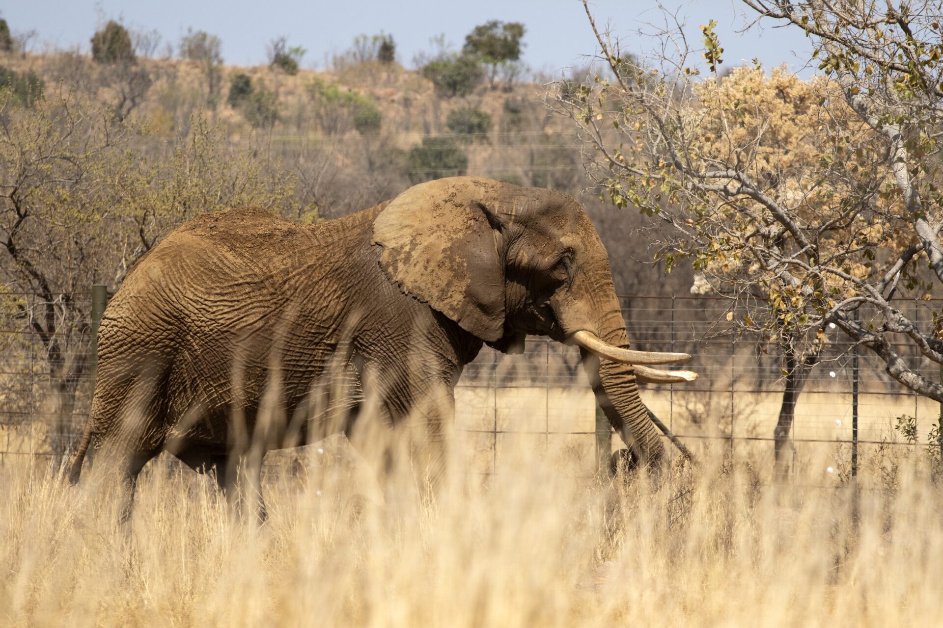 From "Saddest Elephant" to Thriving: Charlie's Joyful New Life in the Wild!