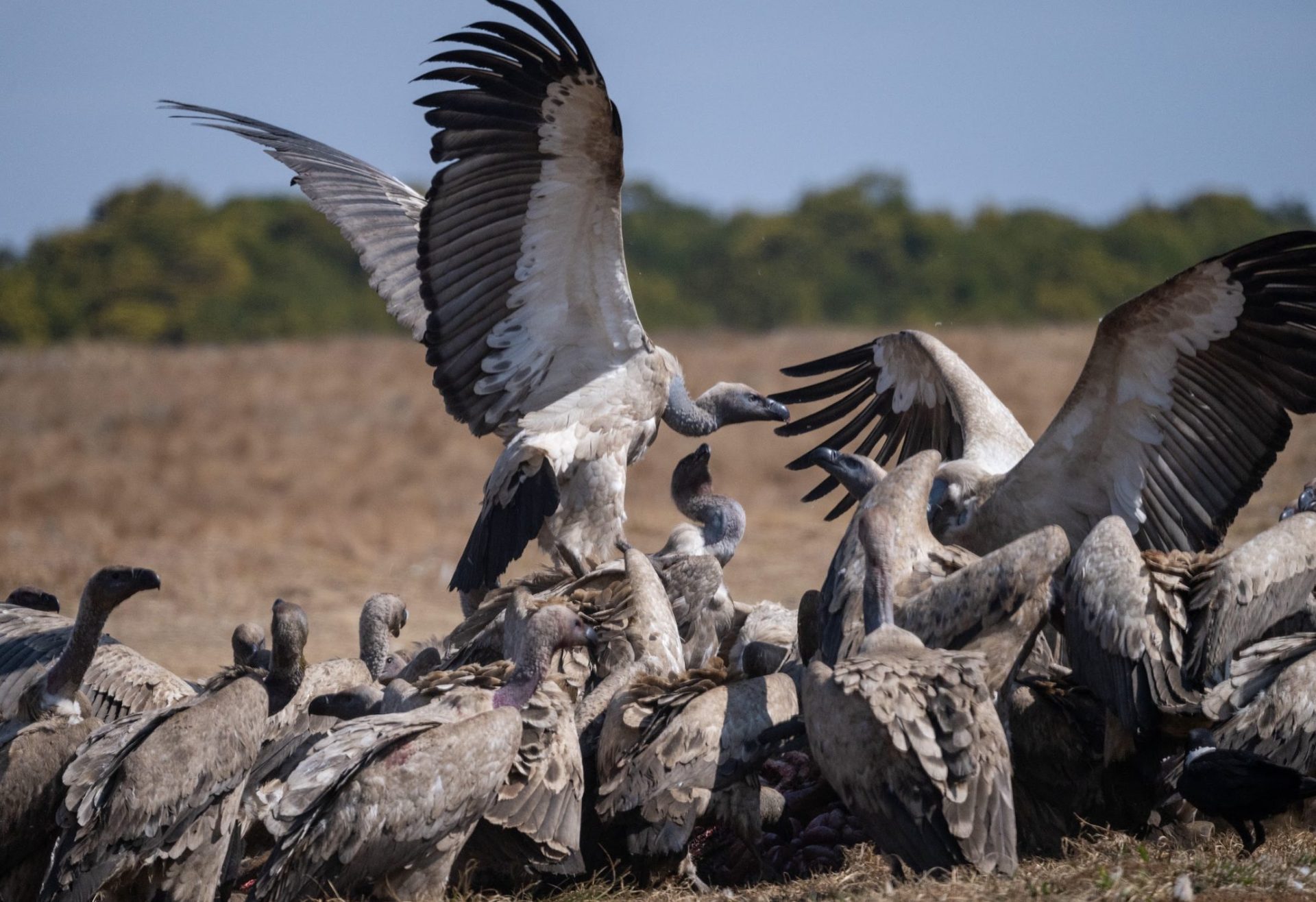 Mzimkulu Vulture Hide