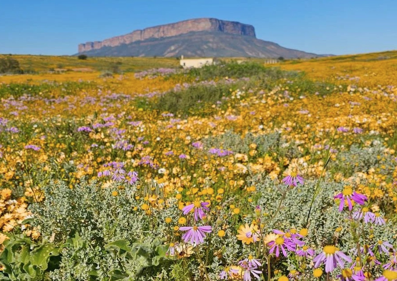 Wildflowers