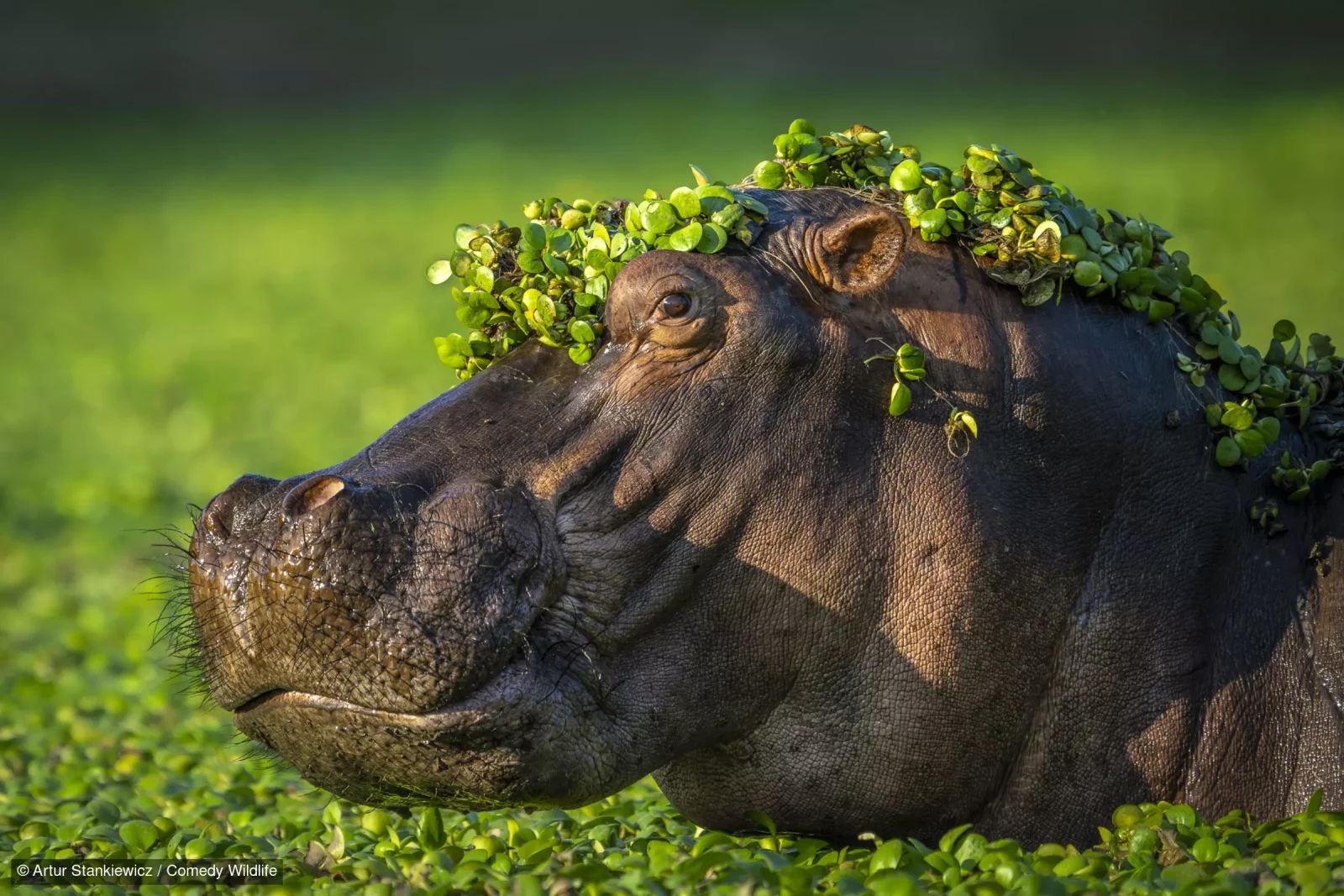 Wildlife’s Funniest Moments For 2024: How Laughter is Helping Save Nature