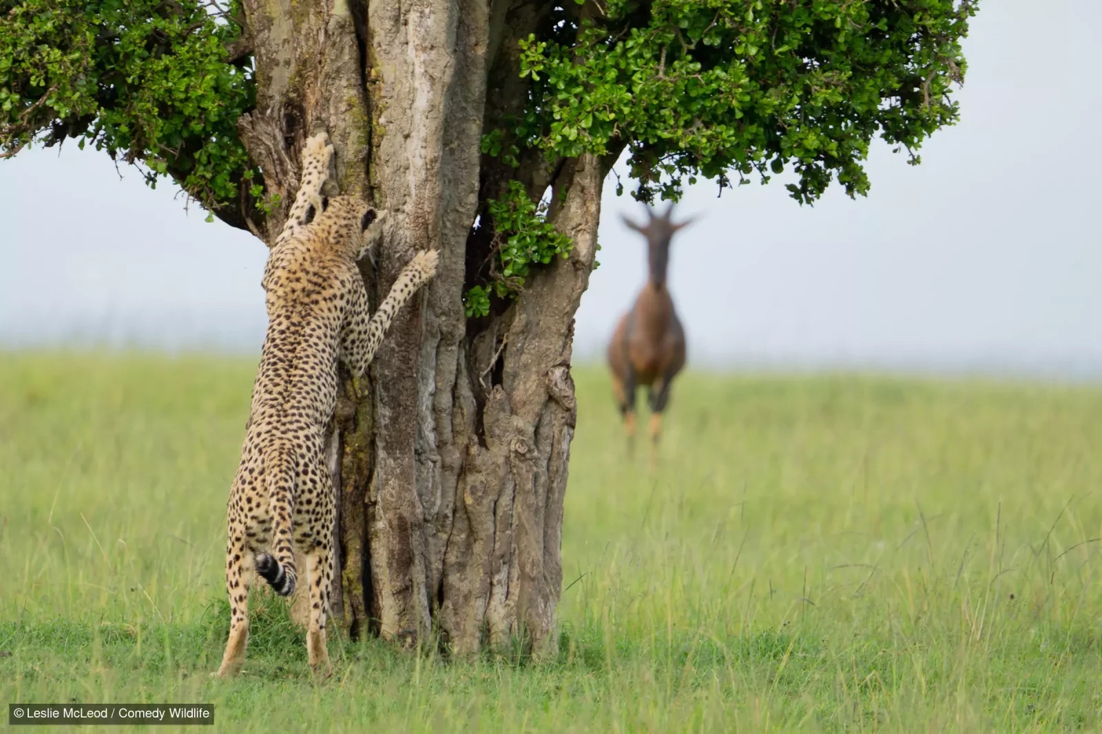 Wildlife’s Funniest Moments For 2024: How Laughter is Helping Save Nature