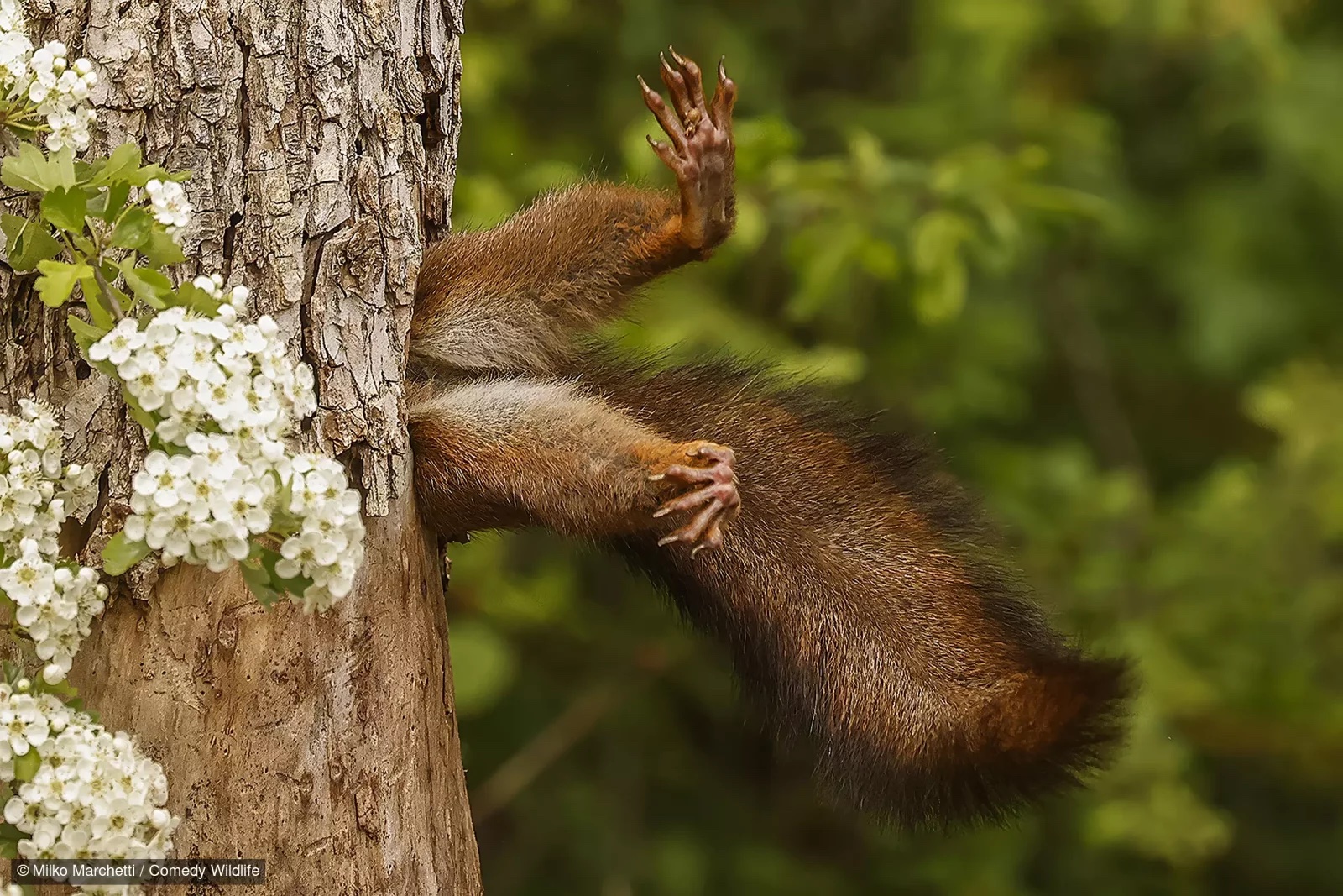 Wildlife’s Funniest Moments For 2024: How Laughter is Helping Save Nature